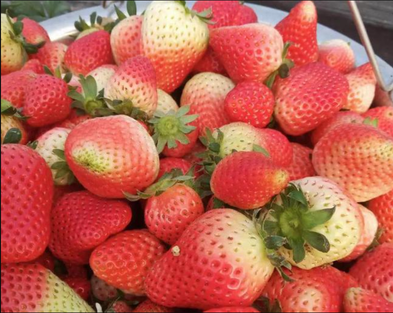 大棚草莓最容易出现哪些问题？(图2)
